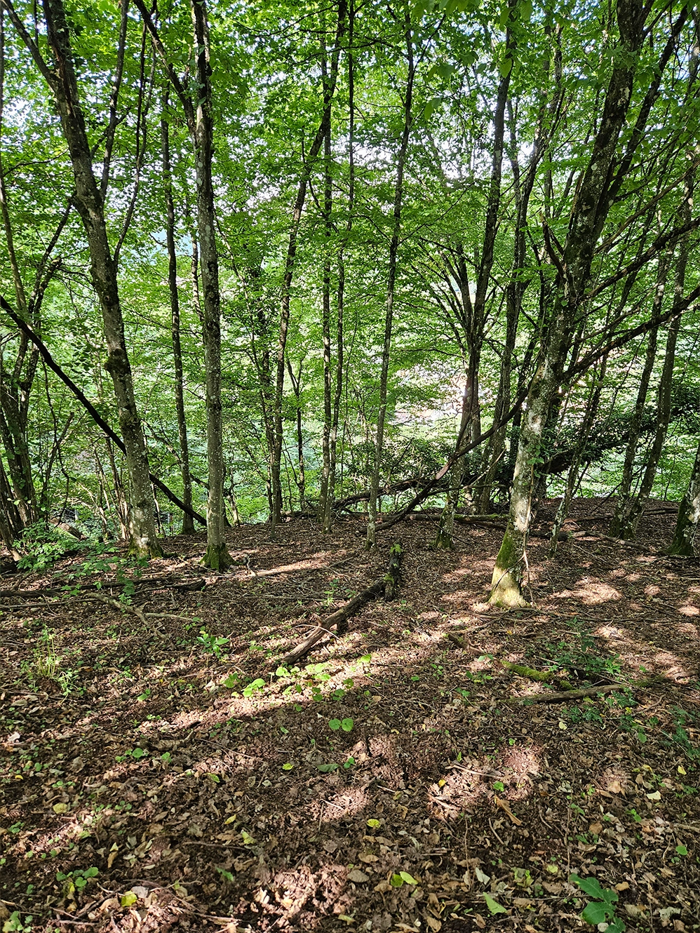 Gemarkung Dernbach​ - Flst.Nr. 883 Waldfläche